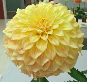 Dahlia ' BRACKEN SARAH '  (M.D.)    Naumann  Aus.  2007   Washington State Show, USA 2012  (David Brown)